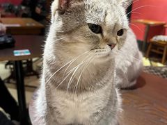 -猫色咖啡·猫咖