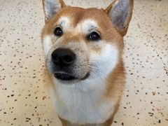 -喜柴咖啡·柴犬狗咖
