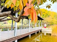 -大望京公园