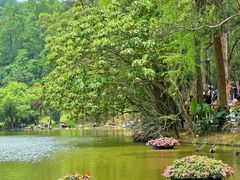 -深圳仙湖植物园