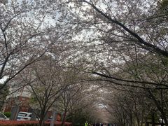 -高东镇樱花园