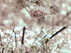 -高东镇樱花园