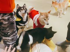 -逗柴咖啡屋·狗咖猫咖宠物桌游