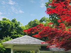 -南京古林公园