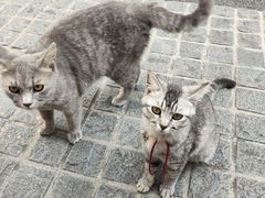 -猫岛主趣味餐厅(鼓浪屿店)