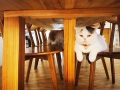 -猫小主咖啡·猫咖cat cafe(福田店)