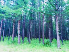 -塞罕坝国家级自然保护区