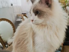 -共舞时光猫咖·狗咖(新街口店)