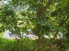 -广东惠东海龟国家级自然保护区