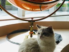 -飞行喵MR PILOT|猫舍·猫咖(静安大融城店)