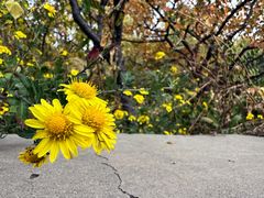 -北京西山国家森林公园