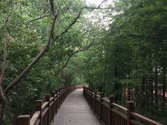 -溱湖国家湿地公园