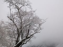 -黄龙山原始森林景区