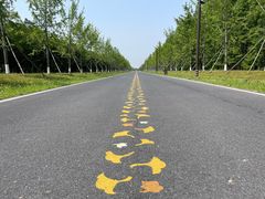 -黄海国家森林公园