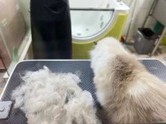 -乐琪宠物医院·犬猫专科·骨外科·急重症