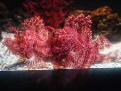 -暹罗海洋世界