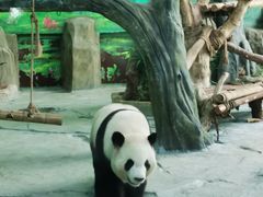 -灵玲国际马戏城
