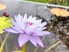 -上海辰山植物园