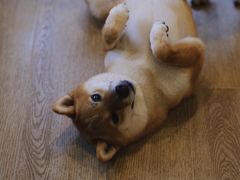 -南京Hallo宠物乐园·哈罗犬舍·柴犬繁育基地
