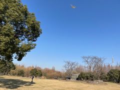 -上海滨江森林公园