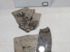 -中国第四纪冰川遗迹陈列馆