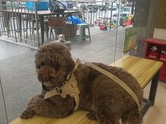 -艾贝尔宠物医院 ·中兽医·宠保定点(北门桥店)