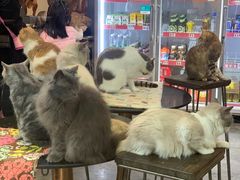 -more than meow吴止猫主题餐厅(承德 中船汇店)