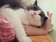 -Bastet sally猫舍购宠(静安店)