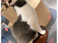 -有猫咖啡umeow coffee