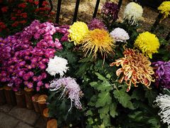 -上海共青森林公园