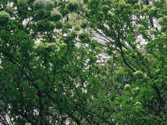 -杭州半山国家森林公园