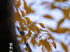 -南京市民俗博物馆(甘熙宅第)
