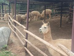 -泉州海丝野生动物世界