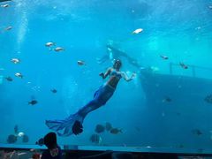 -瑞德姆美人鱼海底演艺主题餐厅(亚龙湾店)