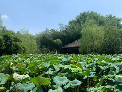 -西院1号(龙井店)