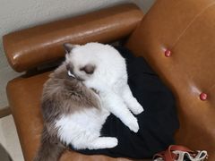 -藏猫猫咖啡主题馆(中央大道店)