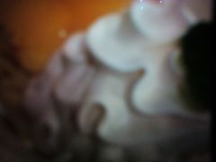 -队长面馆 La Pasteria del Capitano