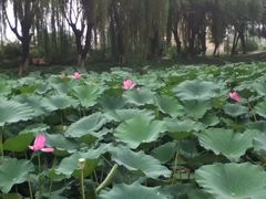 iphone_upload_pic-北京红螺园饭店
