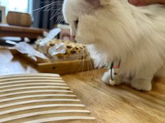 -楼上猫咖(罗湖店)