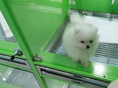 -唐小姐の猫狗洗护·购宠旗舰店(周浦万达店)