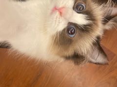 -猫抓烤肉(春熙路店)
