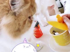 -猫在这儿猫咪咖啡馆·撸猫馆