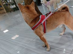 -纳吉亚猫专科动物医院(康都外科中心)