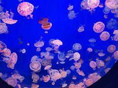 -江和美海洋公园