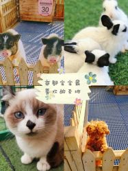 -萌宠亲子动物乐园(槐房万达店)