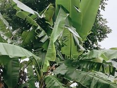 -云溪植物园