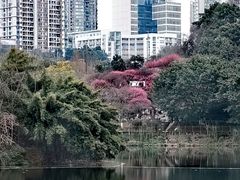 -重庆彩云湖湿地公园