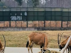 -上海野生动物园