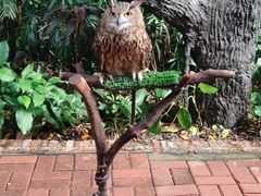 -广州长隆飞鸟乐园