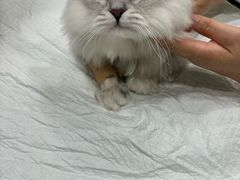 -艾吉宠物医院·疑难杂症转诊中心·猫友好(碧江路院)